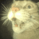 avatar 🐱🌙 Moonkat 🌙🐱