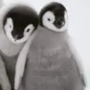 ipppppi