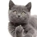 the_kittie
