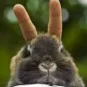 djucaribou