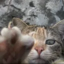 bocchibi