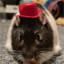 beardulf