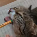 kawaiiotta