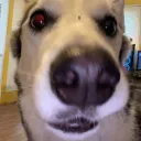 sam3730