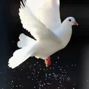 captain_pigeon