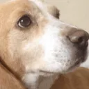 ban_dayo