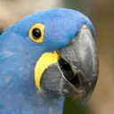 robdangerous
