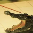 crocodilestick