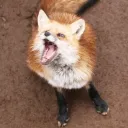 foxboy83