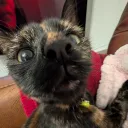 ticklepenny