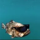 c_erb