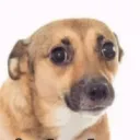 bimgusgaminf