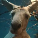 thekangaroo
