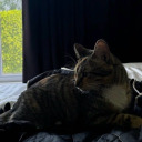 avatar Midget.On.Wheels