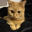 pomaa_