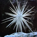 brittlestar