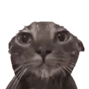 monzorez
