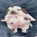 thiccynicky
