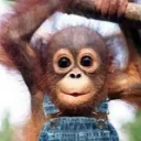 monkey6251