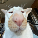 tomasisto