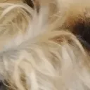 pifeger