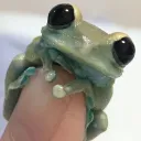 damenaoo