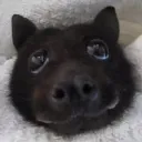 sydsee