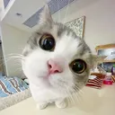 leinaangel