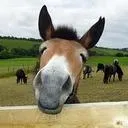 mule50