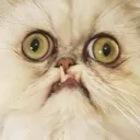 didierlechat