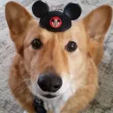 corgi.jpg