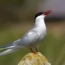 arctictern.
