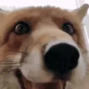 unimpressedfox