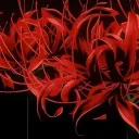 .autumnleaves1982