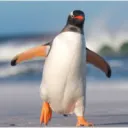 nickalo