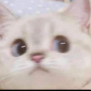 avatar Nekozune
