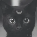xxvvddww