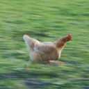 chiken_