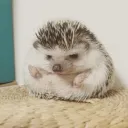 poshdan