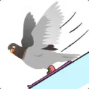 downhillpigeon