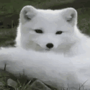 xieliv