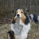 bejszi