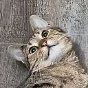 bugli_bugli