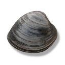 avatar SloppySlopper