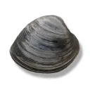 stoneystoner