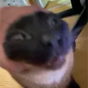 infpya