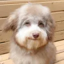 guugs.