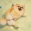 _v.a.