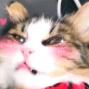 shortkat