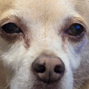 your_local_skooma_dealer#6063's avatar